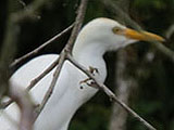 アマサギ (Egretta thula)