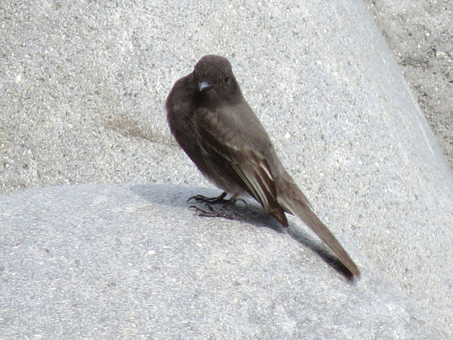 ���L�V�R�J���K���X (Cinclus mexicanus)