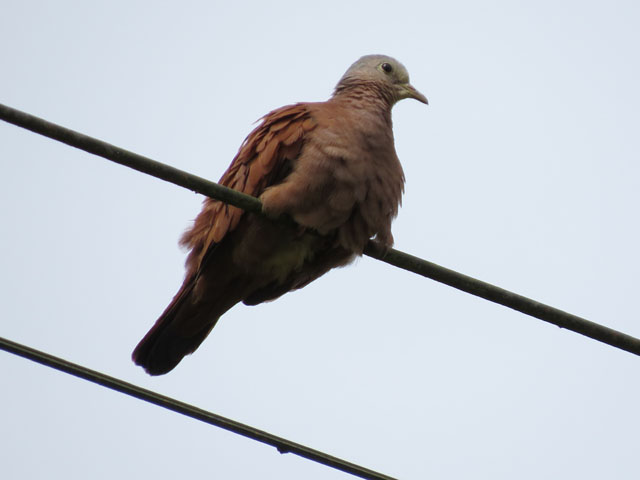 ケアシスズメバト (Columbina talpacoti)