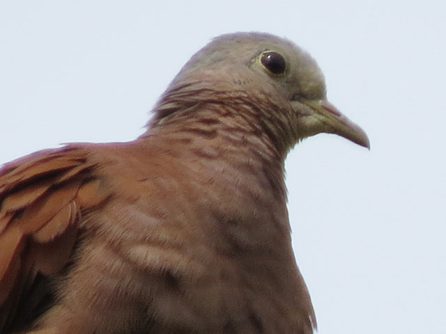 ケアシスズメバト (Columbina talpacoti)