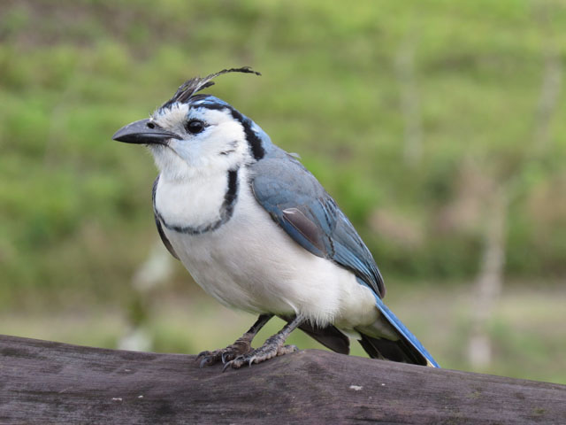 �J�������T���W���N (Calocitta Formosa)