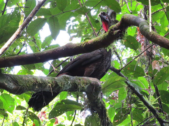 �J�������V���N�P�C (Penelope purpurascens)