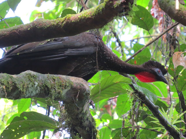 �J�������V���N�P�C (Penelope purpurascens)