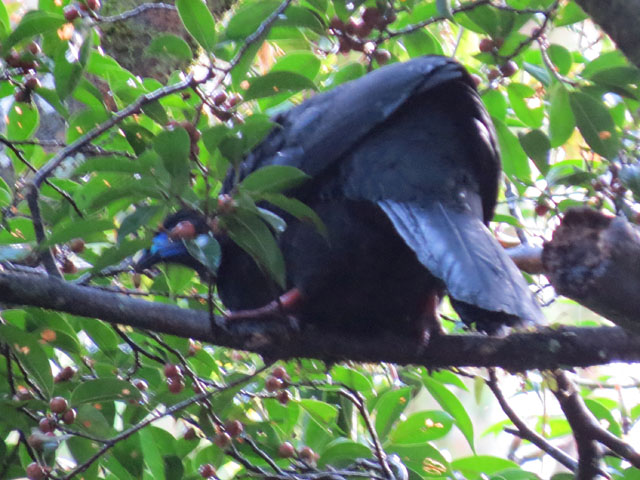 �N���V���N�P�C (Chamaepetes unicolor)