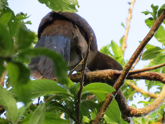 ハイガシラヒメシャクケイ (Ortalis cinereiceps)