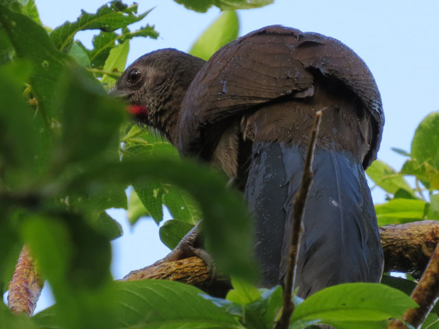 ハイガシラヒメシャクケイ (Ortalis cinereiceps)
