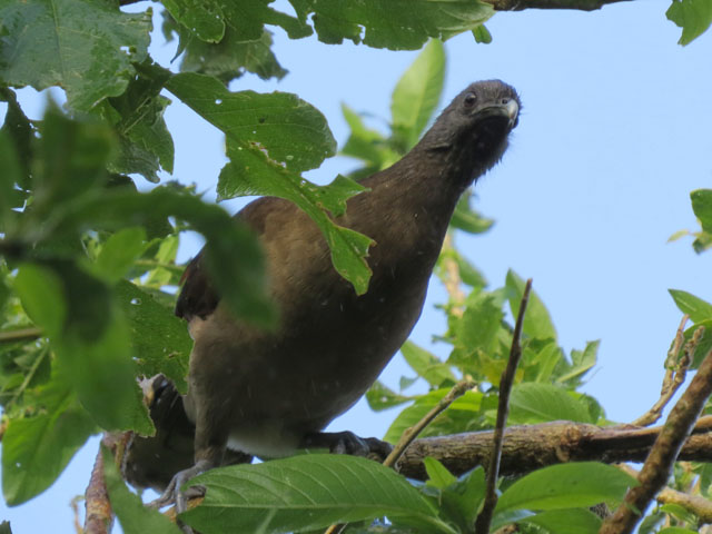 ハイガシラヒメシャクケイ (Ortalis cinereiceps)