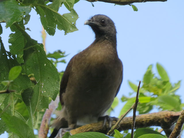 ハイガシラヒメシャクケイ (Ortalis cinereiceps)