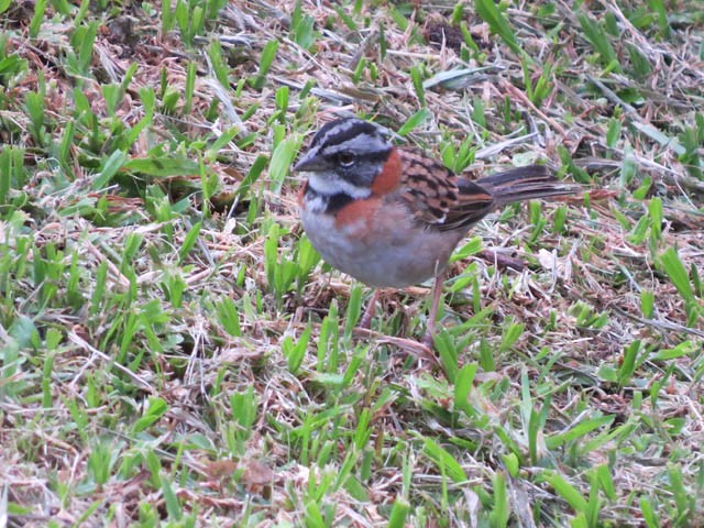 �A�J�G���V�g�h (Zonotrichia capensis)