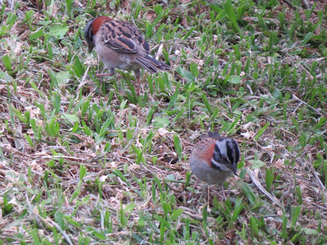 �A�J�G���V�g�h (Zonotrichia capensis)