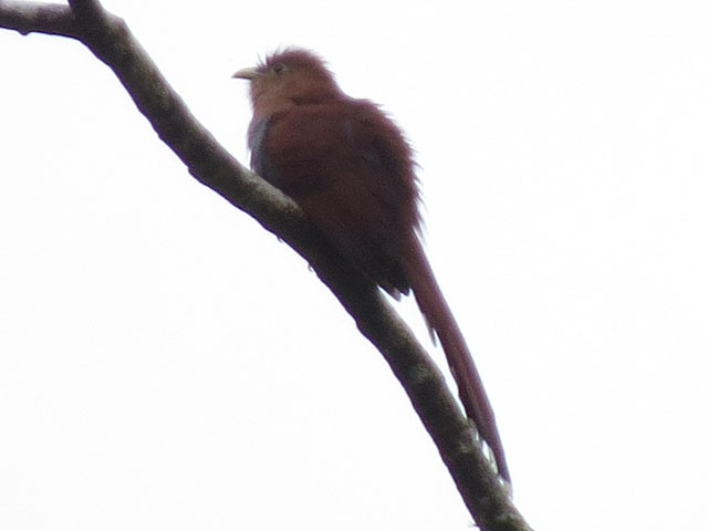 �L�m�h�n�V�u�g�J�}�h�h�� (Automolus ochrolaemus)