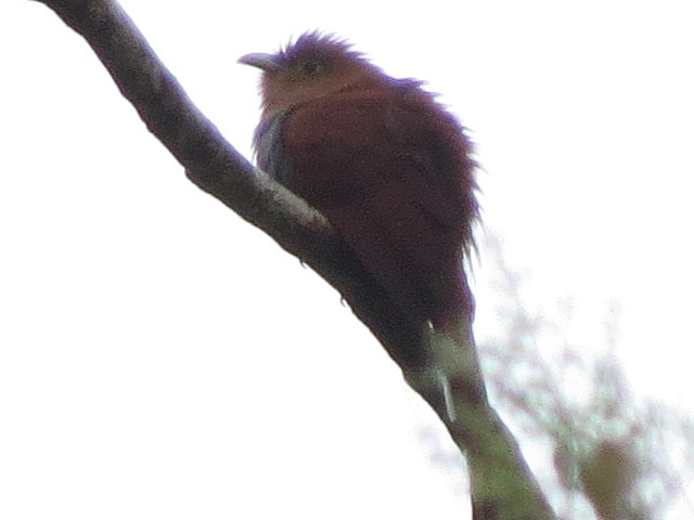 �L�m�h�n�V�u�g�J�}�h�h�� (Automolus ochrolaemus)