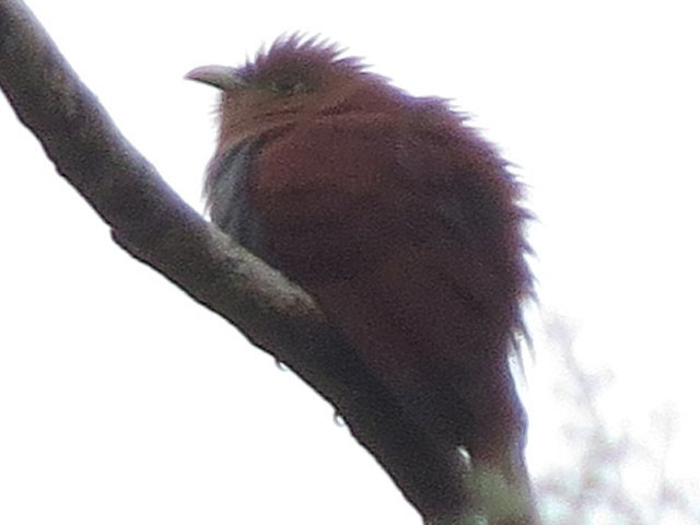 �L�m�h�n�V�u�g�J�}�h�h�� (Automolus ochrolaemus)