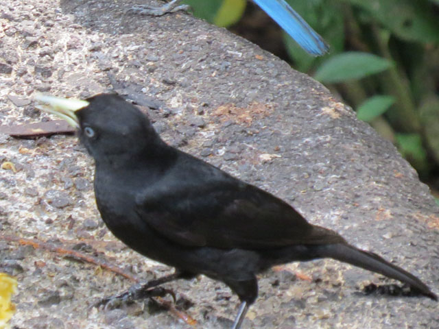 ヒゴシツリスドリ (Cacicus uropygialis)