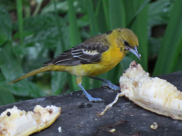 �{���`���A���N�h�����h�L (Icterus galbula)