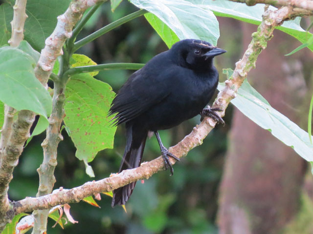 ウタムクドリモドキ (Dives dives)