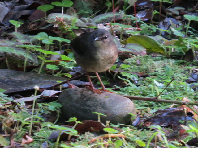 �`���S�V�A�����J���V�N�C (Myiothlypis fulvicauda)