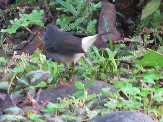 �`���S�V�A�����J���V�N�C (Myiothlypis fulvicauda)