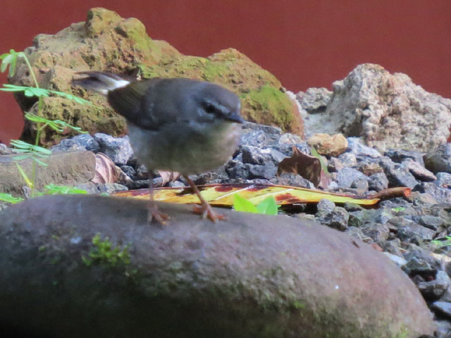 �`���S�V�A�����J���V�N�C (Myiothlypis fulvicauda)