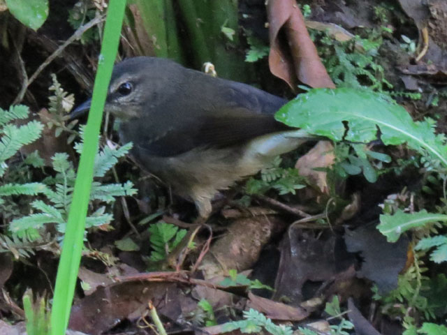 �`���S�V�A�����J���V�N�C (Myiothlypis fulvicauda)