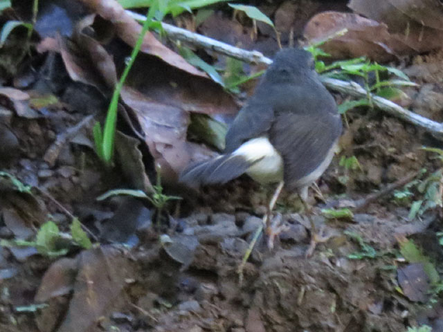 �`���S�V�A�����J���V�N�C (Myiothlypis fulvicauda)