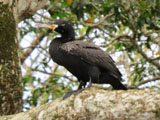 ナンベイヒメウ (Phalacrocorax brasilianus)