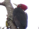 ズアカエボシゲラ (Campephilus guatemalensis)