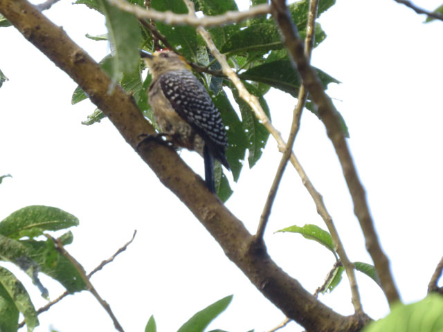 �R�X�^���J�L�r�^�C�V�}�Z�Q�� (Melanerpes hoffmannii)