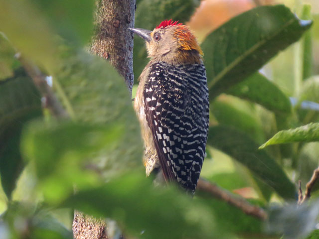 �R�X�^���J�L�r�^�C�V�}�Z�Q�� (Melanerpes hoffmannii)