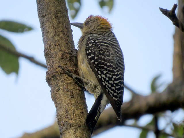 �R�X�^���J�L�r�^�C�V�}�Z�Q�� (Melanerpes hoffmannii)