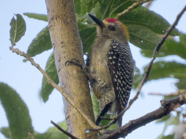 �R�X�^���J�L�r�^�C�V�}�Z�Q�� (Melanerpes hoffmannii)