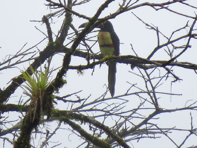 ���i�t�`���E�n�V (Pteroglossus torquatus)