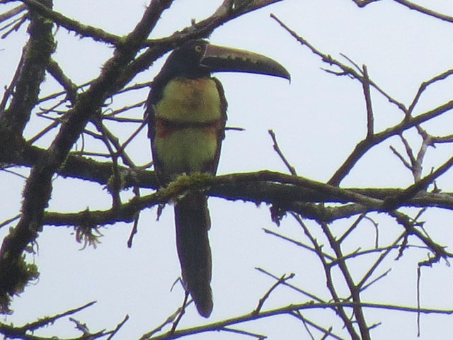 ���i�t�`���E�n�V (Pteroglossus torquatus)