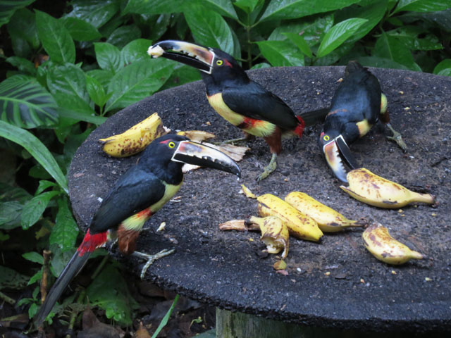 ���i�t�`���E�n�V (Pteroglossus torquatus)