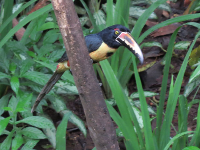 ���i�t�`���E�n�V (Pteroglossus torquatus)