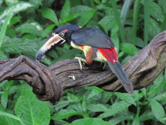 ���i�t�`���E�n�V (Pteroglossus torquatus)