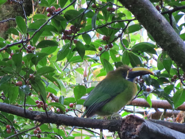 Aulacorhynchus caeruleogularis