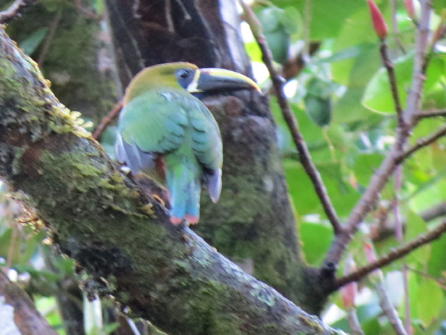 Aulacorhynchus caeruleogularis