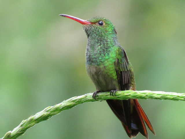 �n�C�o���G�������h�n�`�h�� (Amazilia tzacatl)