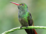 ハイバラエメラルドハチドリ (Amazilia tzacatl)