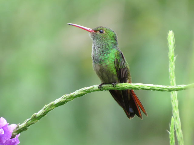 �n�C�o���G�������h�n�`�h�� (Amazilia tzacatl)