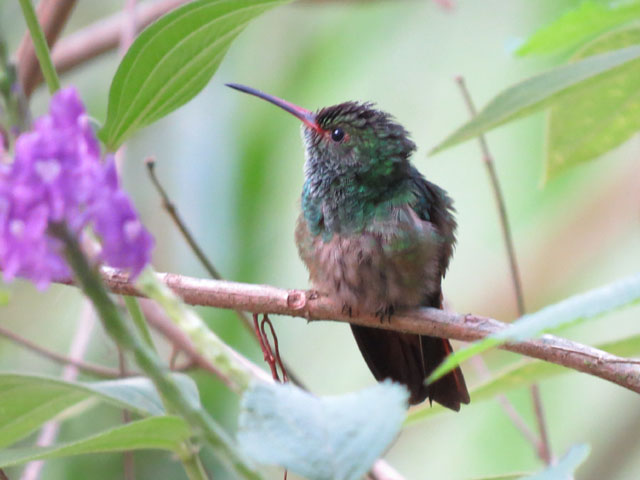 �n�C�o���G�������h�n�`�h�� (Amazilia tzacatl)