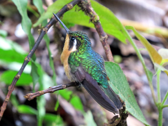 Purple-throated mountaingem, Lampornis calolaemus