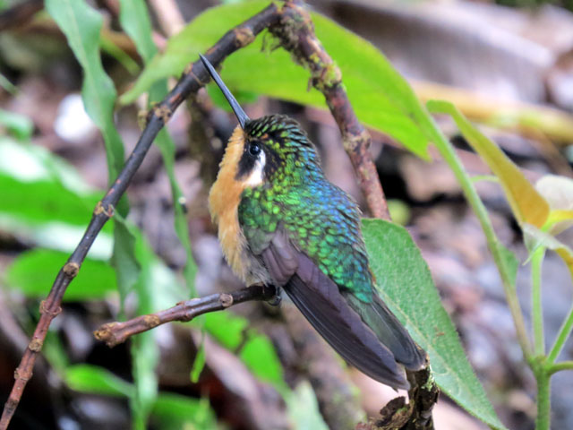 Purple-throated mountaingem, Lampornis calolaemus