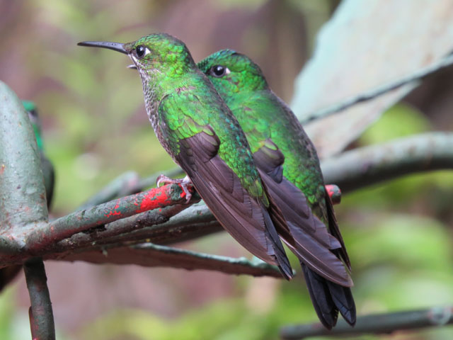 �~�h���{�E�V�e���n�`�h��, Heliodoxa jacula