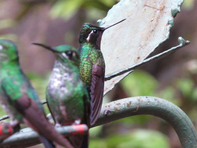 Purple-throated mountaingem, Lampornis calolaemus