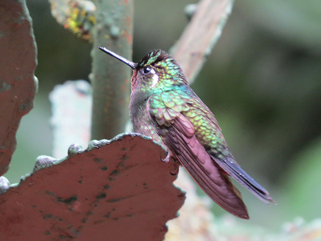 Purple-throated mountaingem, Lampornis calolaemus