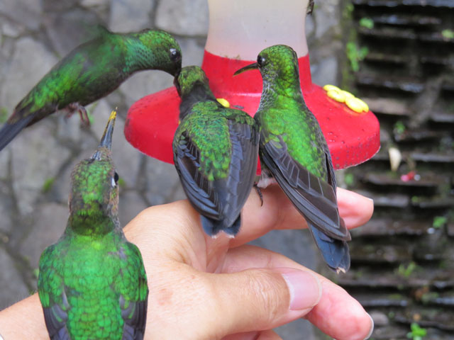 �~�h���{�E�V�e���n�`�h��, Heliodoxa jacula