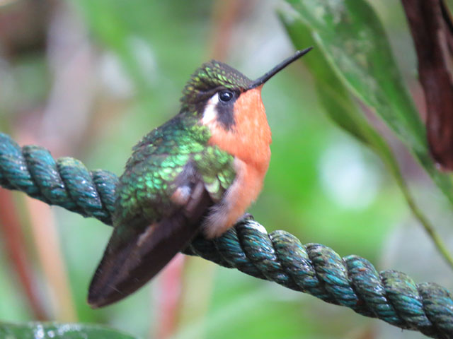 Purple-throated mountaingem, Lampornis calolaemus