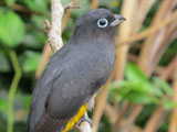 ズグロハグロキヌバネドリ (Trogon melanocephalus)